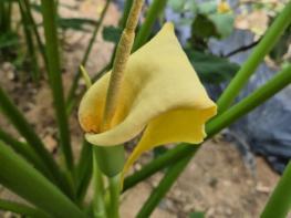 [경북온포토] "100년 만에 피어 난다는 토란꽃 보며 올가을 건강하고 행운이 깃드시길" 기사 이미지