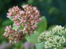 [경북온포토] "산불 이겨낸 인내의 꽃, 주왕산 깃대종 둥근잎꿩의비름 개화" 기사 이미지