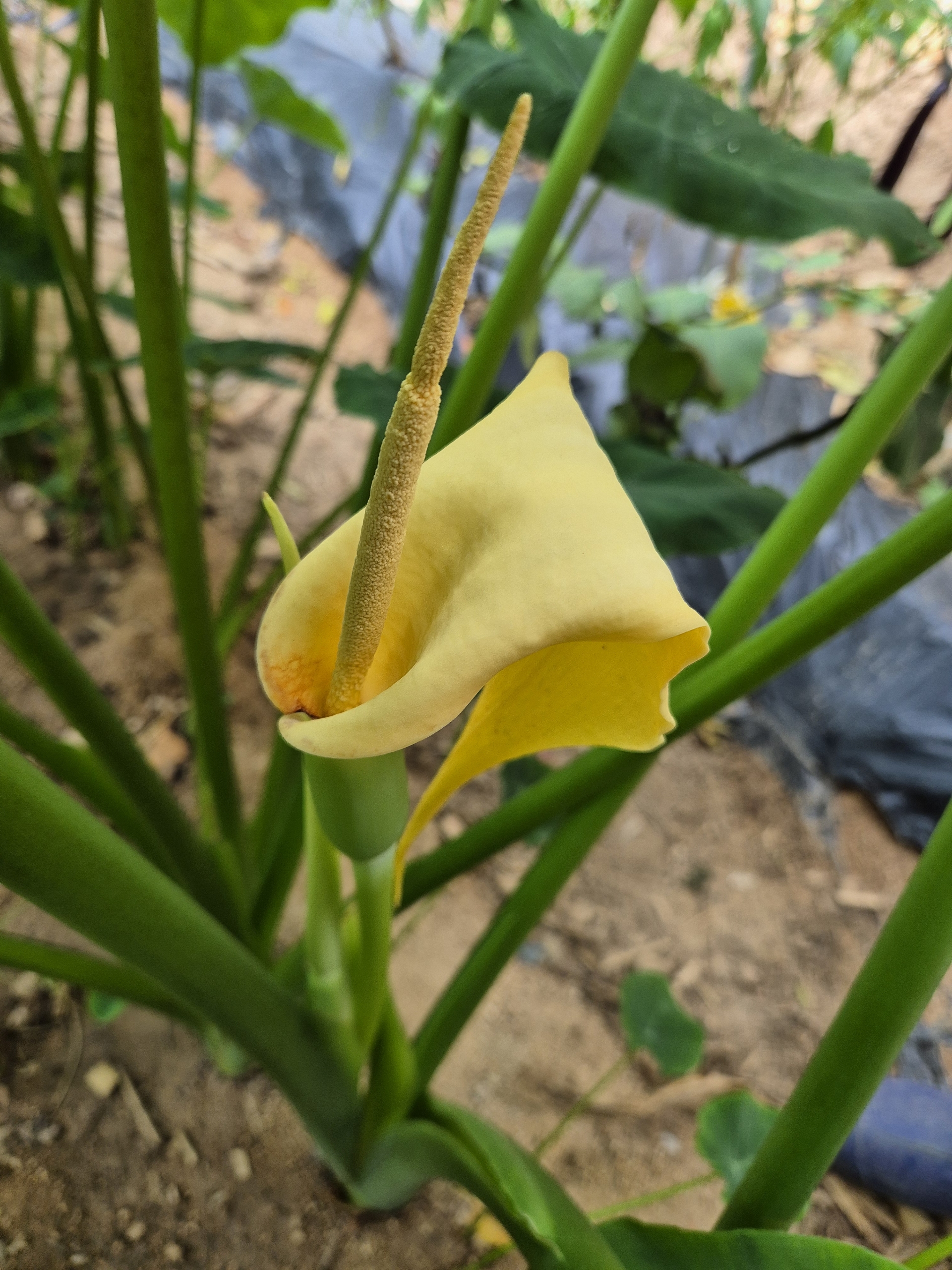 [경북온포토] "산불 이겨낸 인내의 꽃, 주왕산 깃대종 둥근잎꿩의비름 개화" 기사 이미지