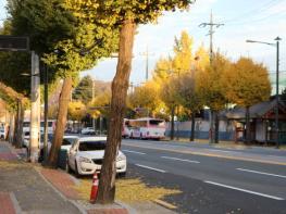 [경북온 포토] "가을의 서정이 아니라,, 그냥 낙엽이다" 기사 이미지