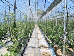 청송군, 스마트과수원 특화단지 조성 공모사업 선정 ...총사업비 30억 확보 기사 이미지