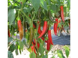 전통의 맛을 잇는 영양 재래종 고추 종자 분양 개시! 기사 이미지