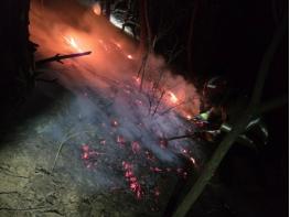 경북소방, 경북형 소방산불진화대 정책 성과 입증 기사 이미지