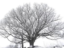 [날씨] 내일까지 전국에 비·눈,, 경상내륙 최대 10㎝ 대설 기사 이미지
