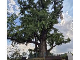 영주시, '왕사남' 열풍… 금성대군 넋 깃든 은행나무, 국가산림문화자산 추진 기사 이미지