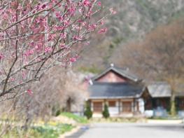 [경북온 포토뉴스] 산소카페 청송군,  수줍게 고개 내민 봄의 첫인사 기사 이미지