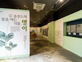 울릉군 수토역사전시관 특별전 “명이, 울릉도의 삶을 잇다” 개최 기사 이미지